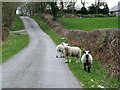 SH4180 : Sheep in the Road by Nigel Williams