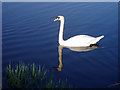 SD5279 : Swan on the Lancaster Canal in Holme by David Gruar
