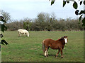 Ponies grazing