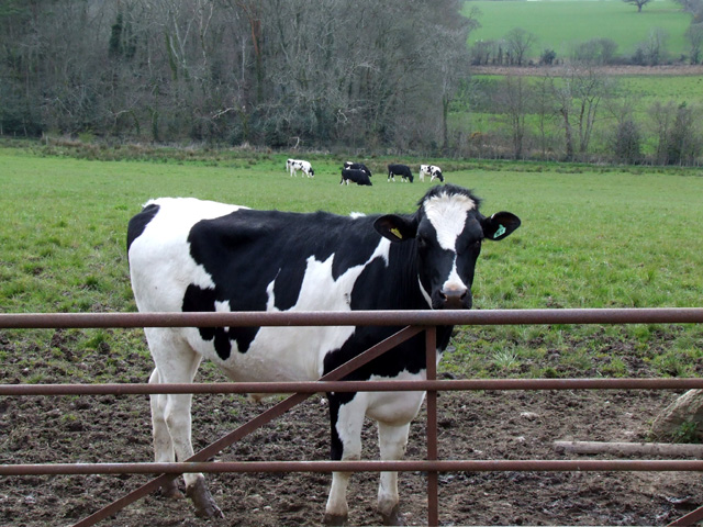 Cow in field near Hendre farm