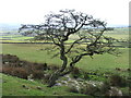 Tree on High Edge.