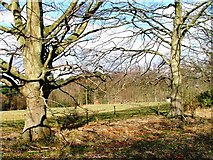 SE7690 : Field, Cropton Forest by Mick Garratt