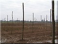 Hop Field