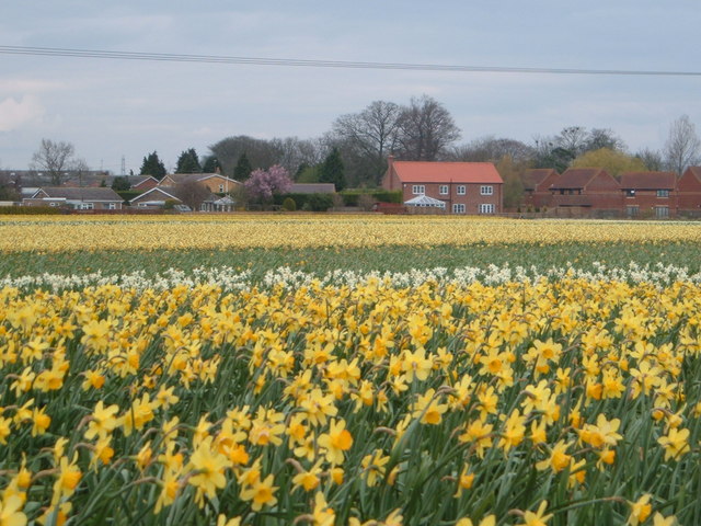 Bulb fields near Whaplode village © steve helliwell cc-by-sa/2.0 ...