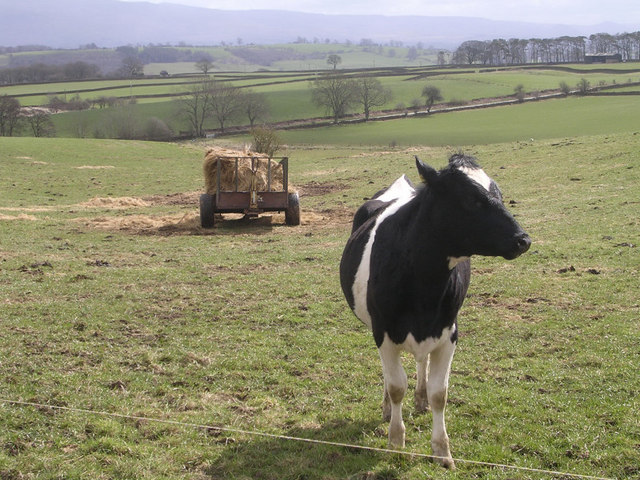 Lone Cow near Keld Farm