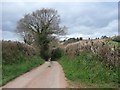 Devon lane near Exminster