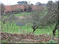 Orchard near Blackheath Farm, Exminster