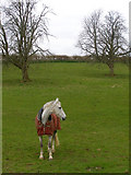 SY6293 : Horse near Pigeon House by Jim Champion