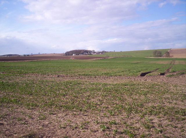 Field of Brassicas