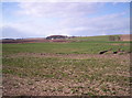 Field of Brassicas