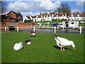 TL6832 : Ducks and Geese at Finchingfield by Richard Slessor