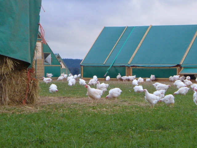 Chickens at Shillingford