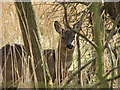 NZ2570 : Roe Deer by Christine Westerback