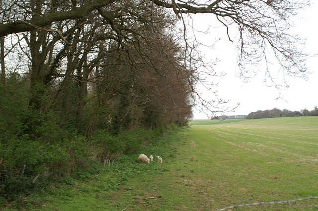 On the edge of Fitzwalter Wood, near Adisham