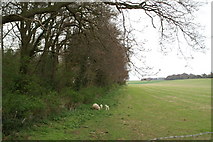 TR2454 : On the edge of Fitzwalter Wood, near Adisham by David Long