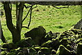 Mossy Stones below Fornought Farm