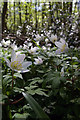 Wild Flowers in New England Wood