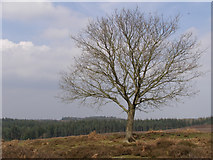 SU1912 : Lone tree northeast of the Hasley Inclosure, New Forest by Jim Champion