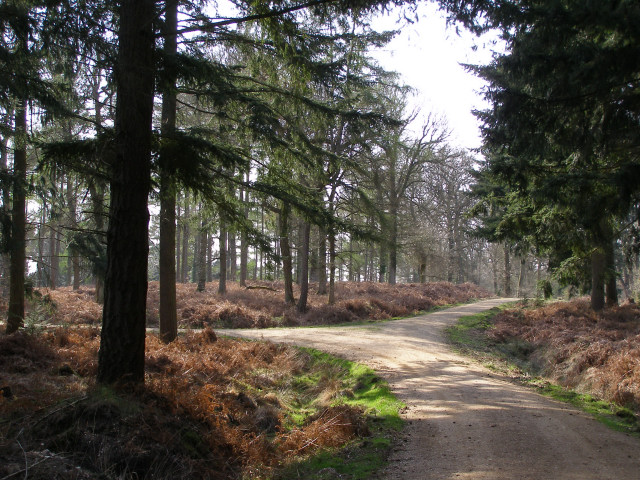 Junction of tracks in the Sloden Inclosure, New Forest
