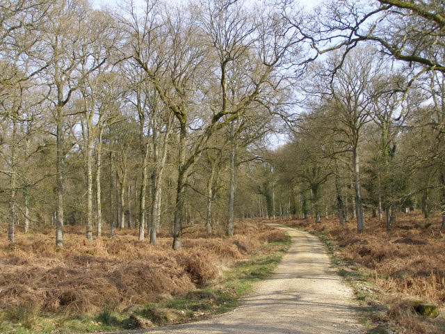 Oak trees in the Sloden Inclosure, New Forest