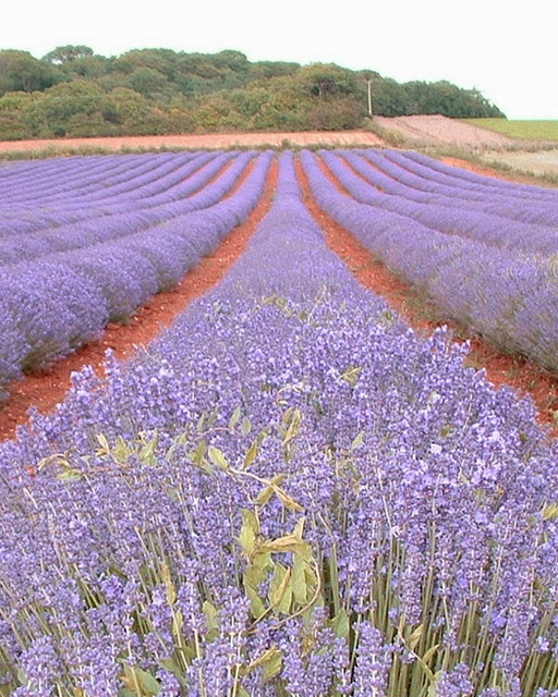 Crop of lavender.