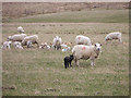 Sheep and lambs in Glen Quaich