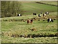 Cattle grazing near Moffat Water