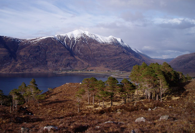 Scots pines above Loch Torridon