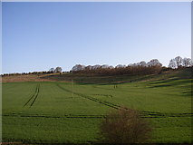 SU5891 : Farmland near Brightwell by Andrew Smith