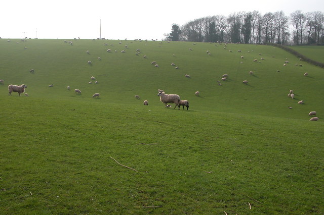 Sheep and Lambs Grazing