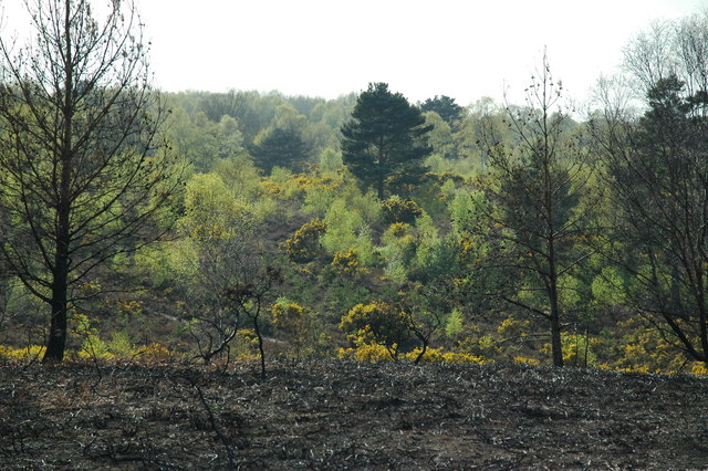 Yateley Common - Fire damage and spring colours