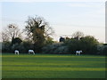 Three white horses