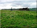 Horse Training, High Farm