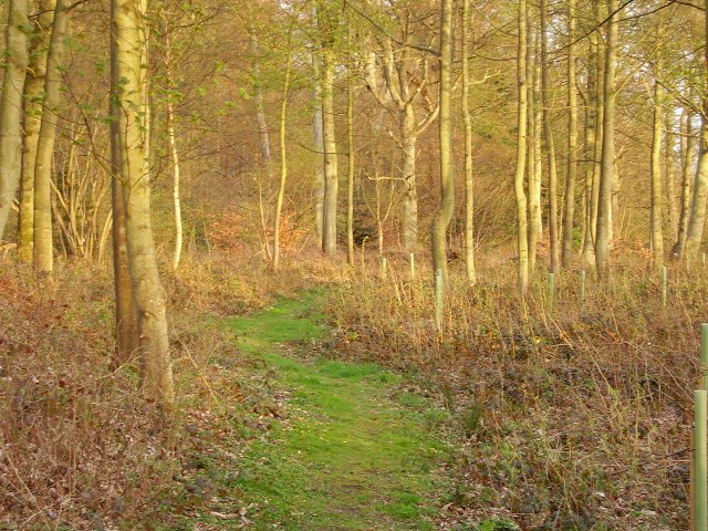 Dundock Wood