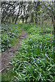 The First Bluebells in Marriott