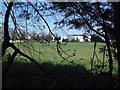 Playing Fields off Short Lane