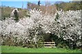 Stile framed in blackthorn.