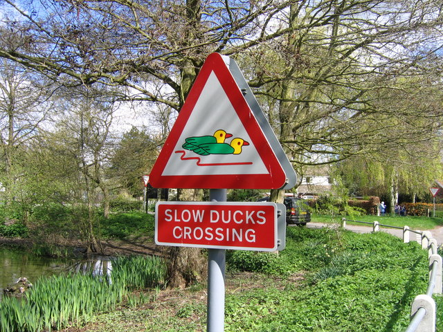 Slow ducks crossing, Brooke