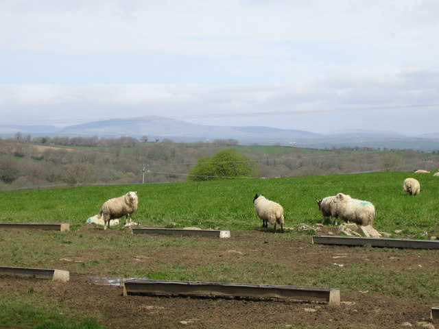 Sheep at Colby Farm