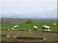 Sheep at Colby Farm