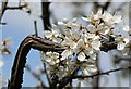 Blackthorn in flower - Prunus spinosa