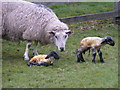 Newborn lambs