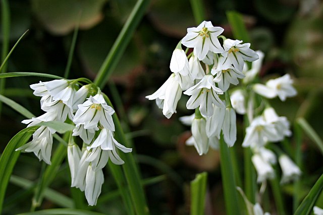 Three-cornered Leek - Allium triquetrum © Tony Atkin cc-by-sa/2.0 ...