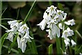 Three-cornered Leek - Allium triquetrum