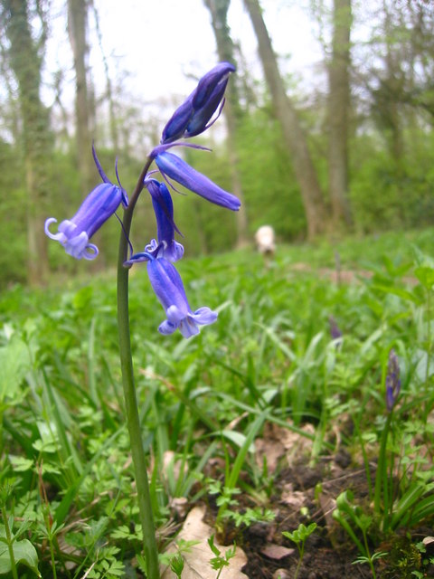 Bluebells in King's Wood, Ampthill