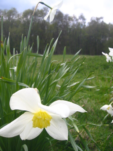 Daffodils on Mardley heath