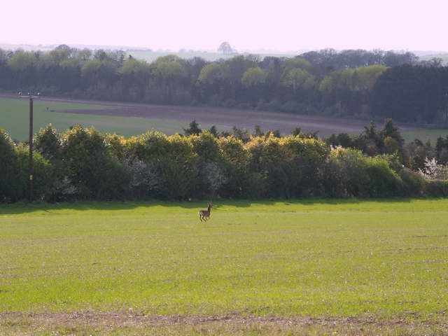 Stag in field south of Manor farm, Newton Stacey