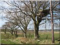 Precarious tree house