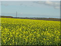 A field of oil seed rape.