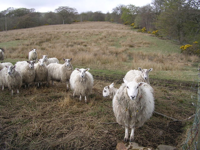 Confrontational Sheep on Whin Loan, near Kilsyth